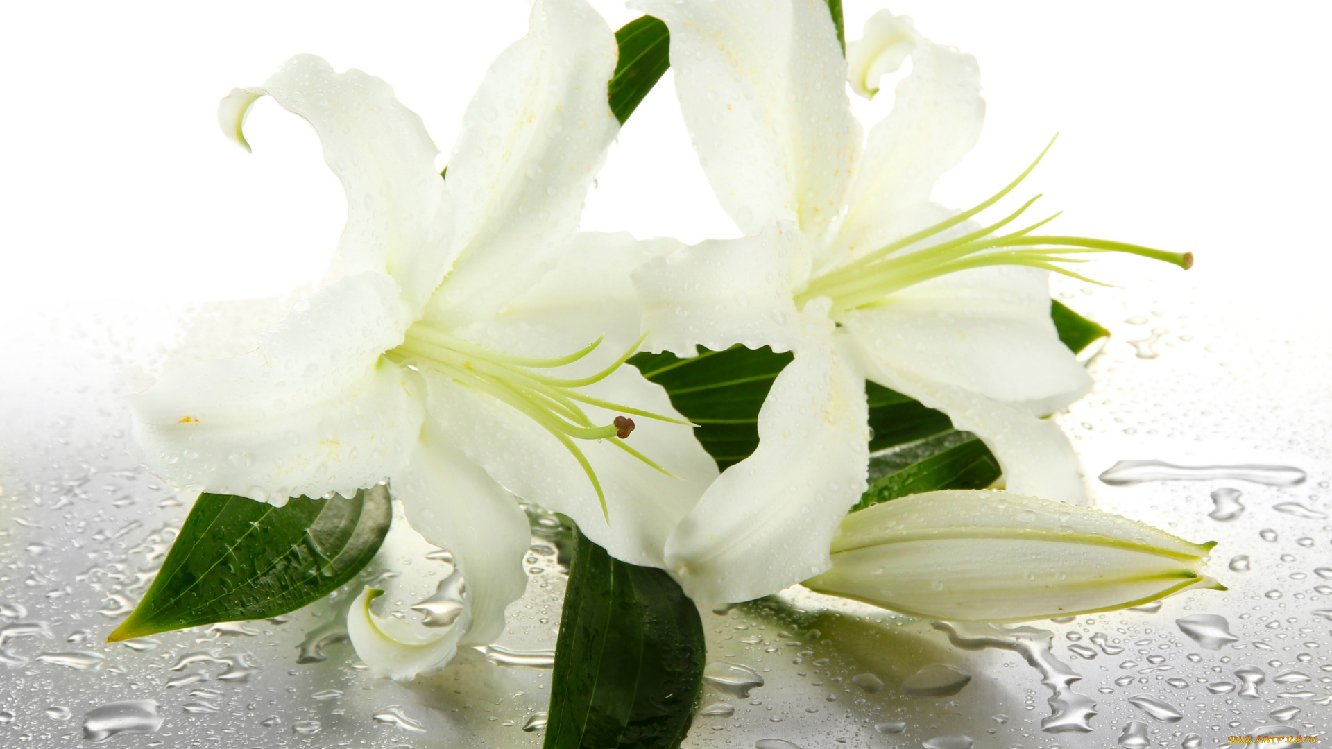 цветы, лилии, , лилейники, капельки, drops, water, листики, бутоны, белые, leaves, buds, lilies, flowers, вода