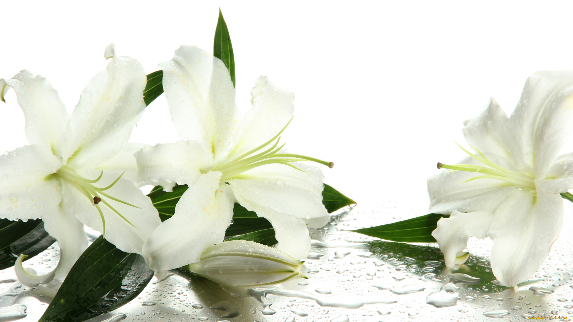 цветы, лилии, , лилейники, water, белые, drops, leaves, buds, бутоны, lilies, flowers, вода, капельки, листики