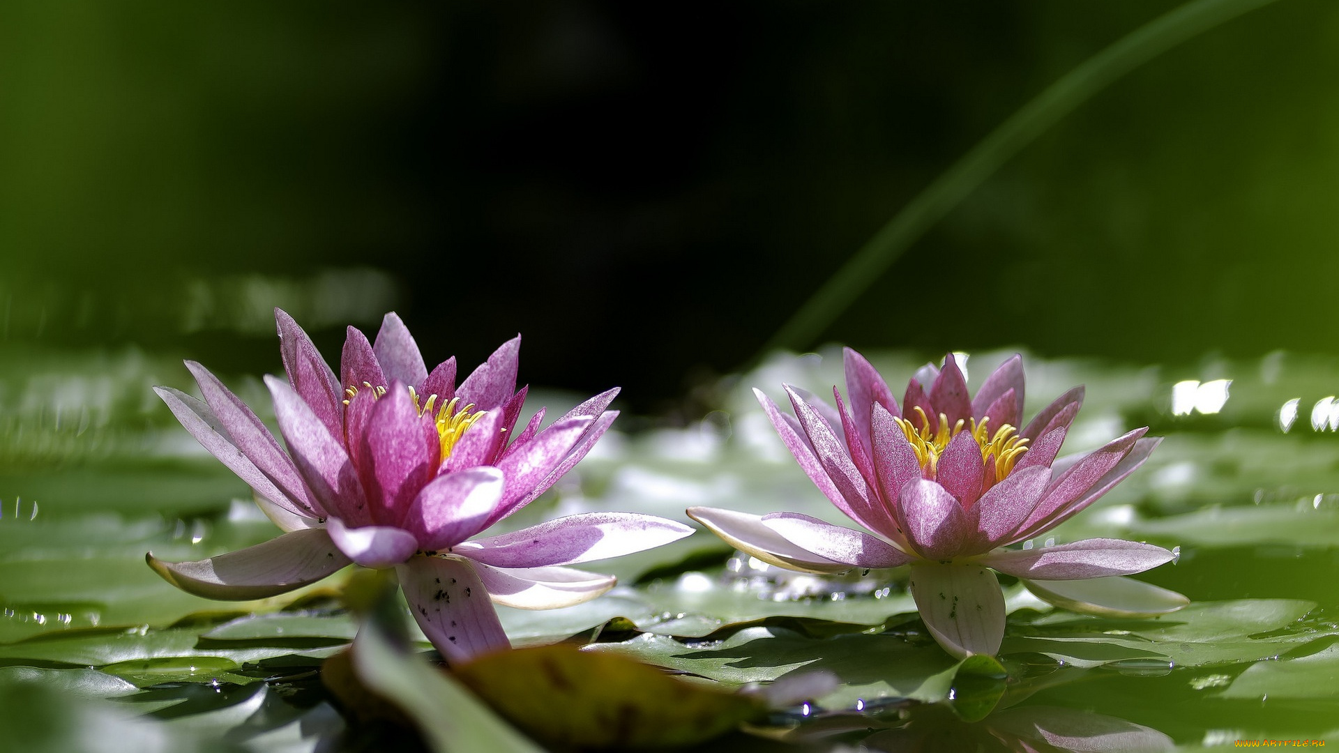 цветы, лилии, водяные, , нимфеи, , кувшинки, lily, leaves, water, flowers