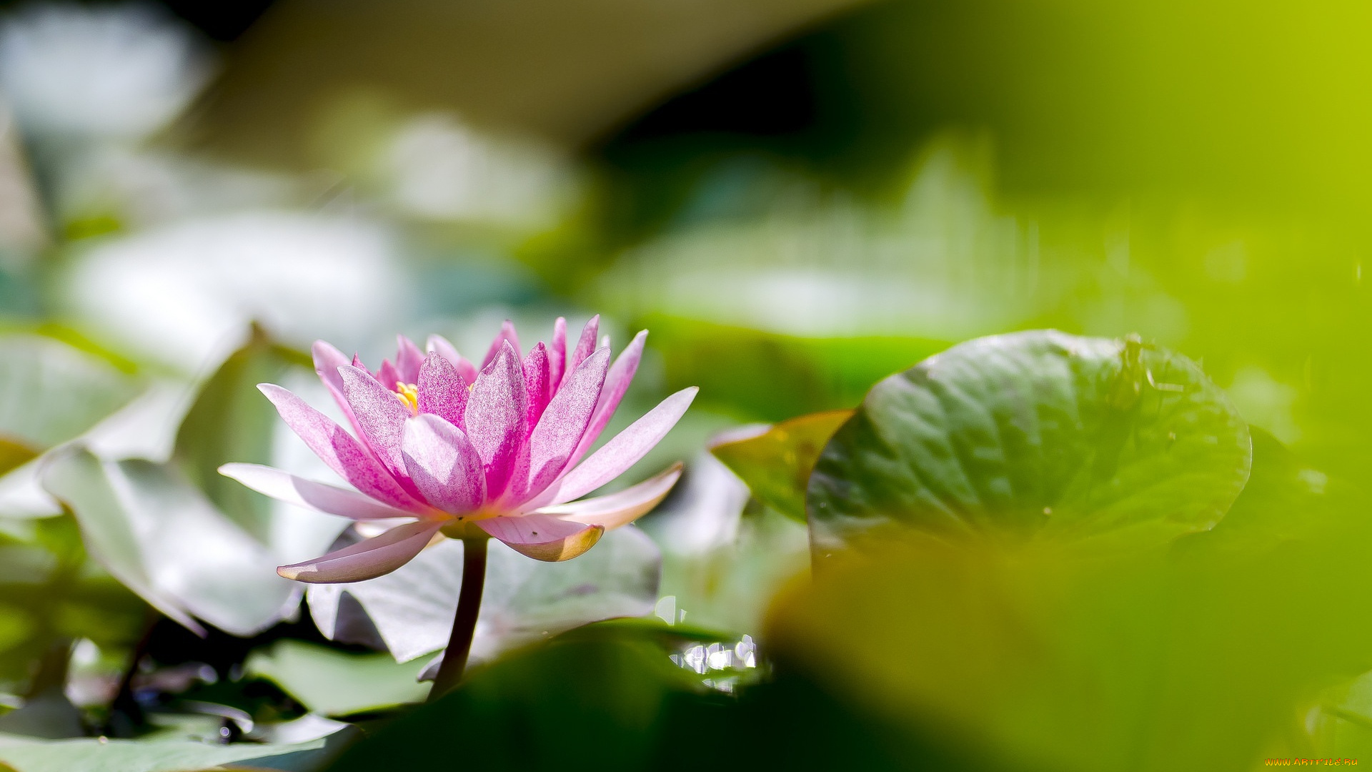 цветы, лилии, водяные, , нимфеи, , кувшинки, лилии, листья, вода, lily, leaves, water, flowers