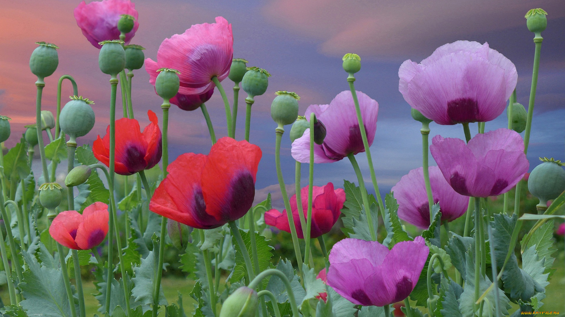 цветы, маки, розовые, красные