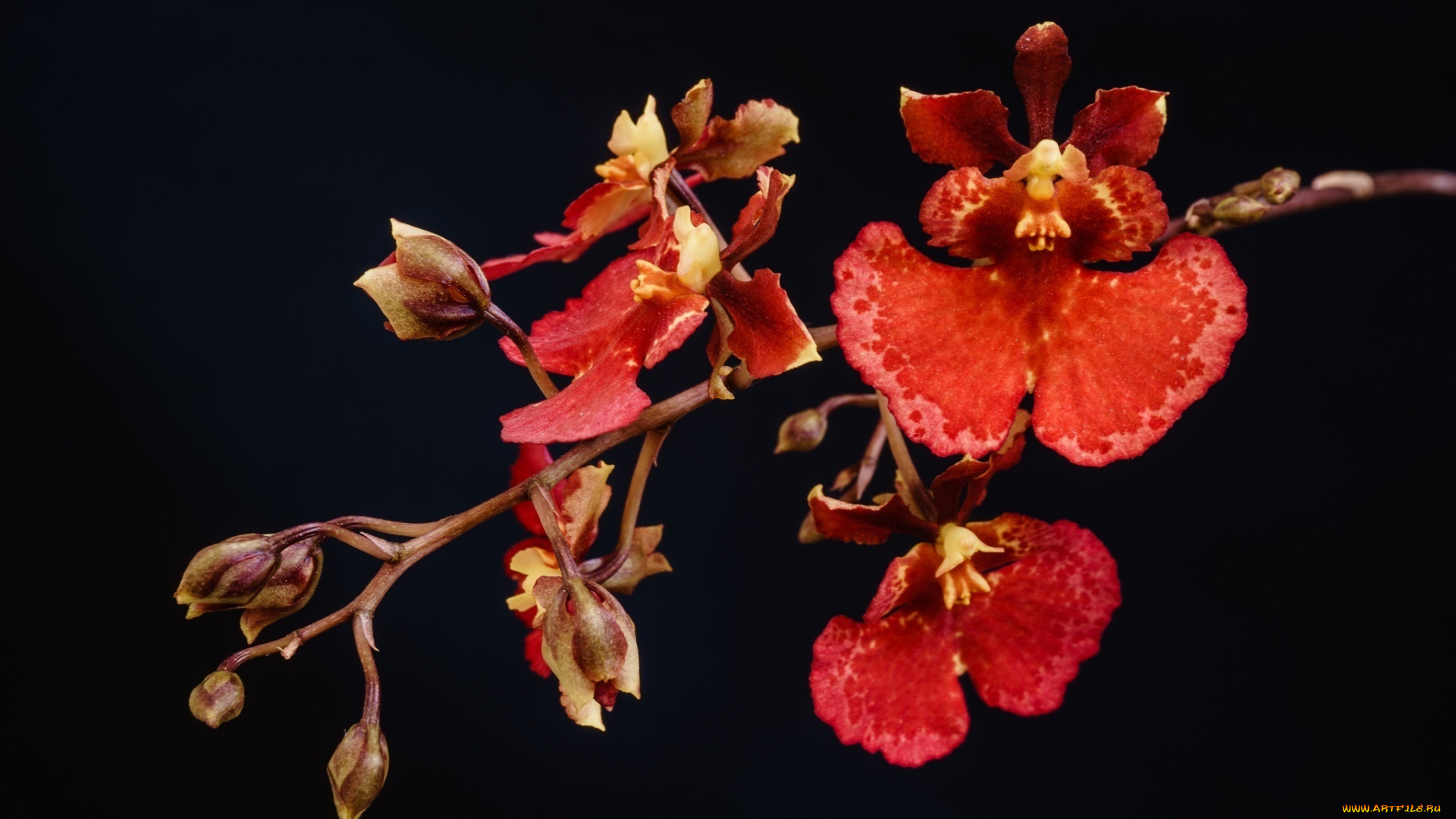 цветы, орхидеи, красный, ветка, макро