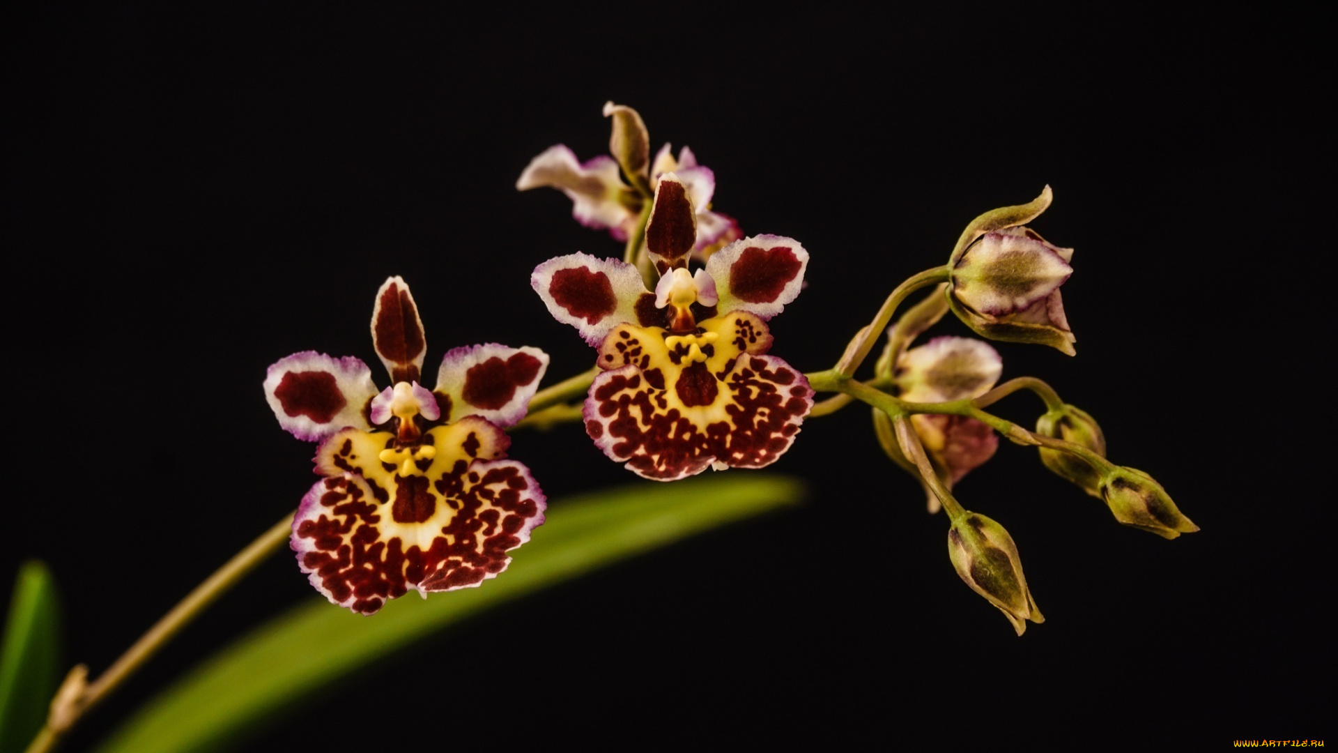 цветы, орхидеи, макро, ветка, цветочки, пестрые