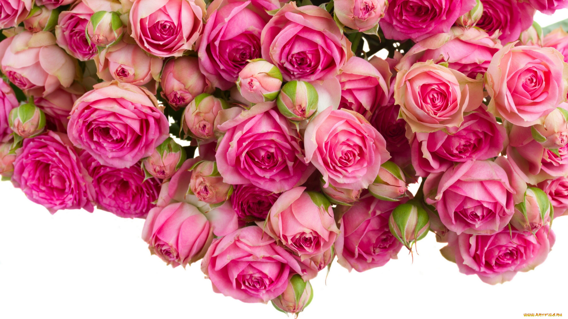 цветы, розы, бутоны