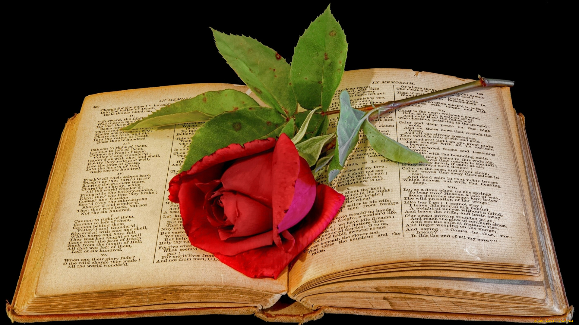 цветы, розы, книга, роза