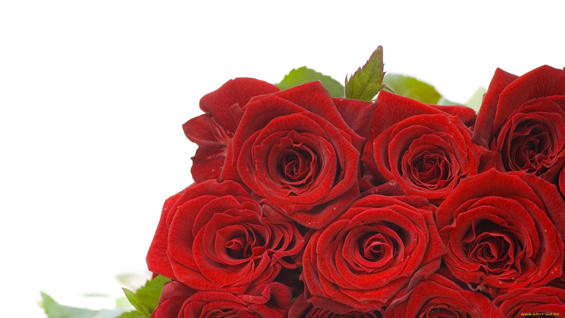 цветы, розы, leaves, buds, red, roses, flowers, листья, бутоны, красные