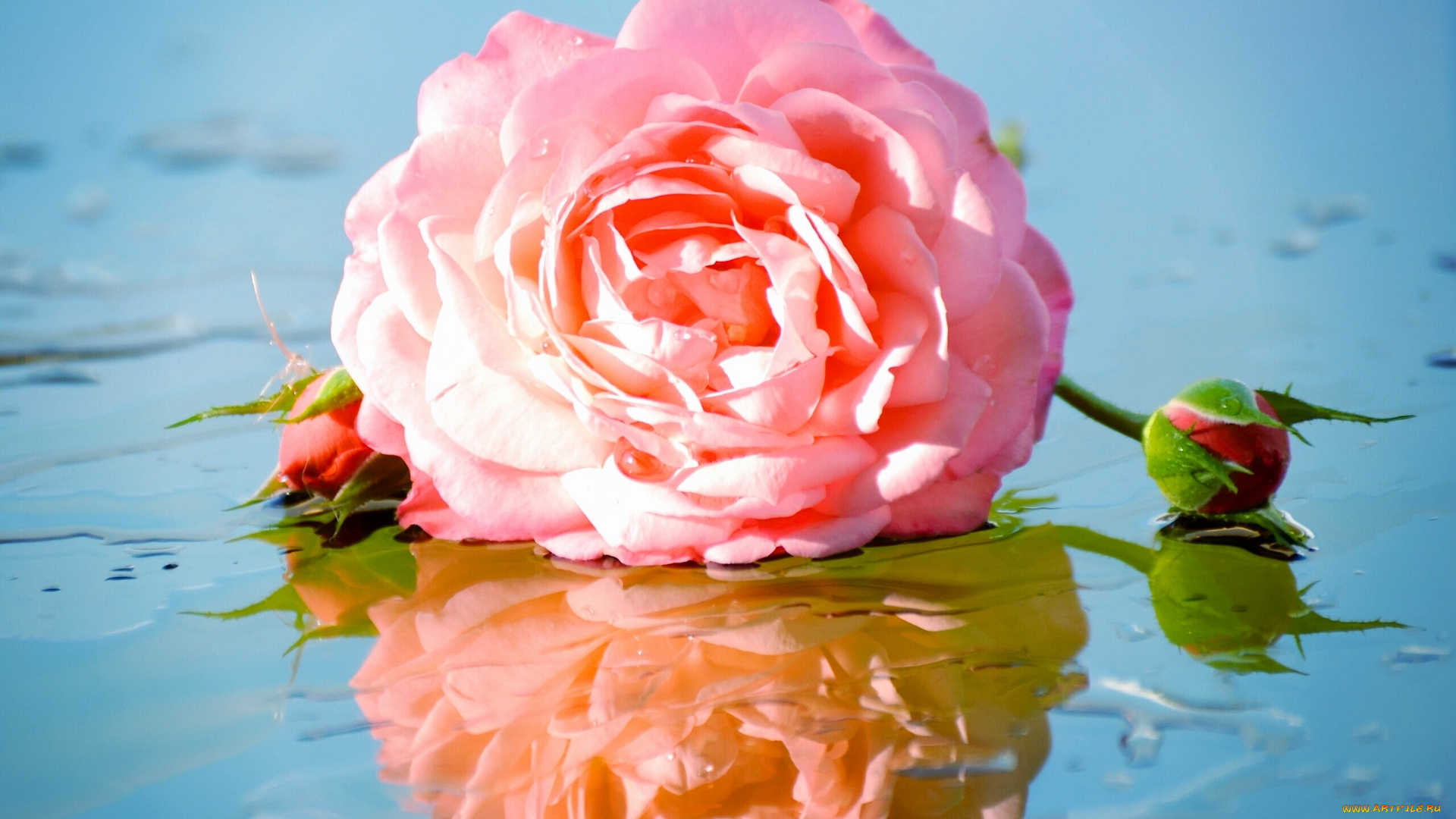 цветы, розы, роза, отражение, бутоны
