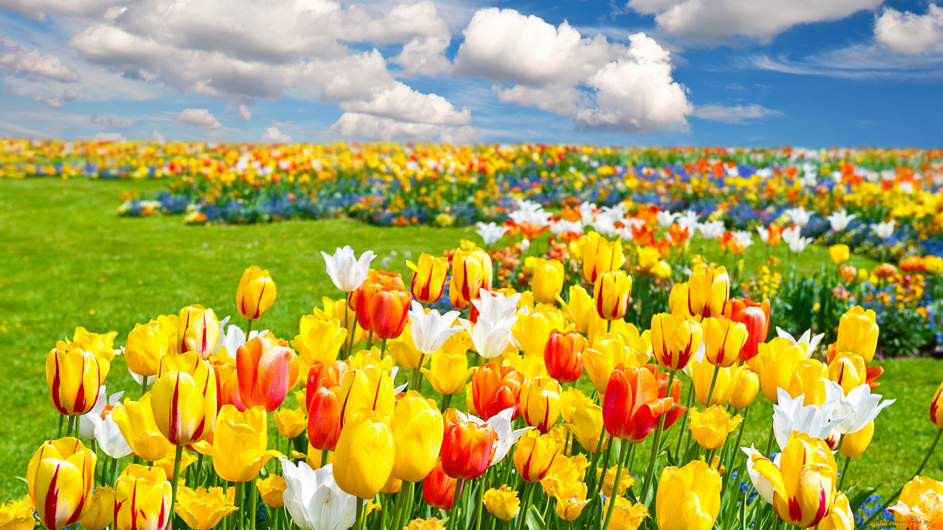 цветы, тюльпаны