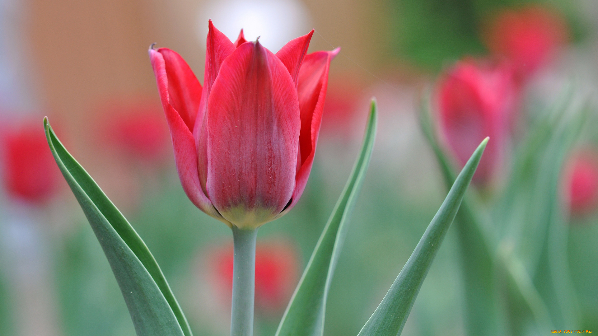 цветы, тюльпаны, бутон