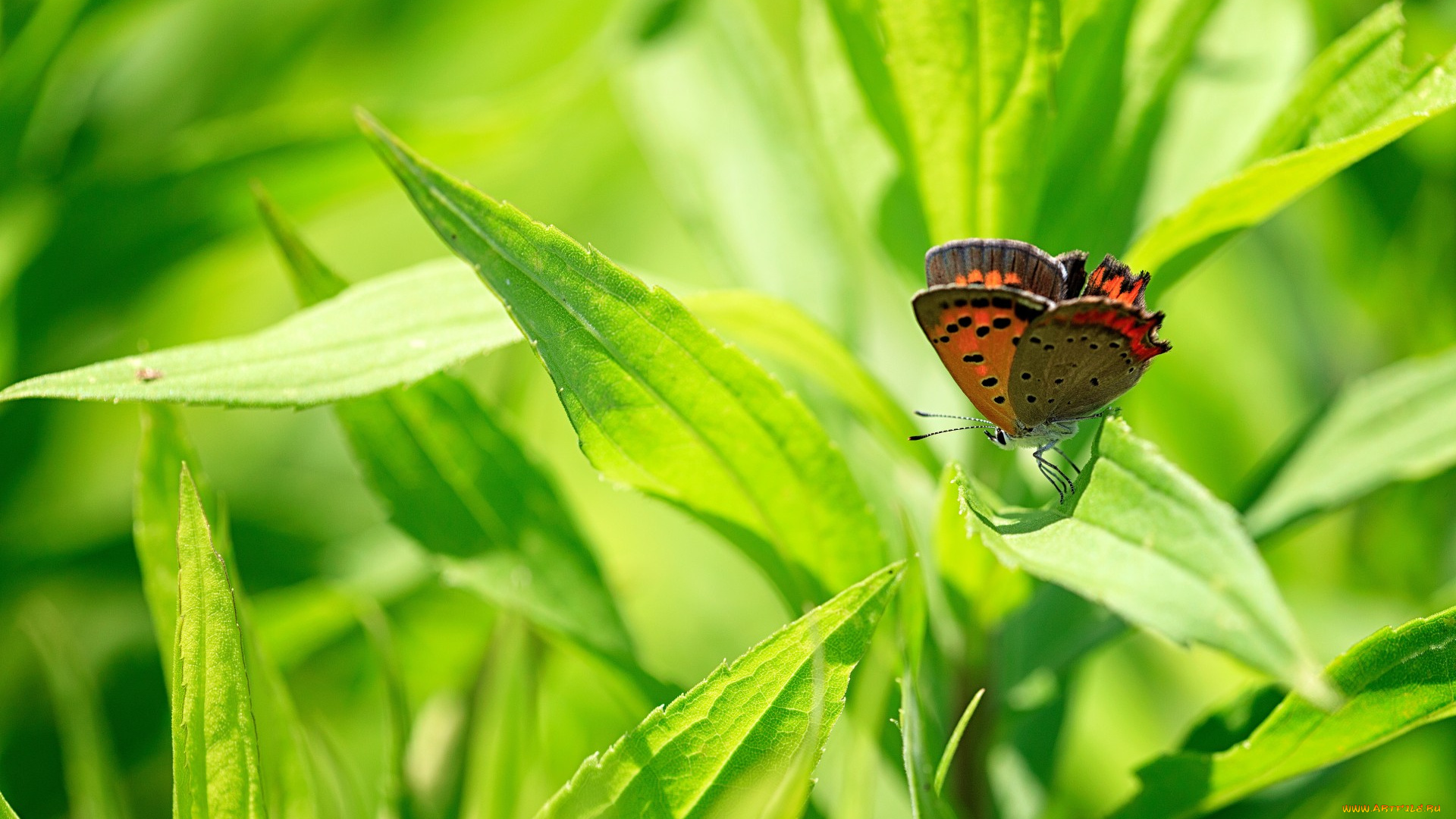 животные, бабочки, растение, листья, бабочка