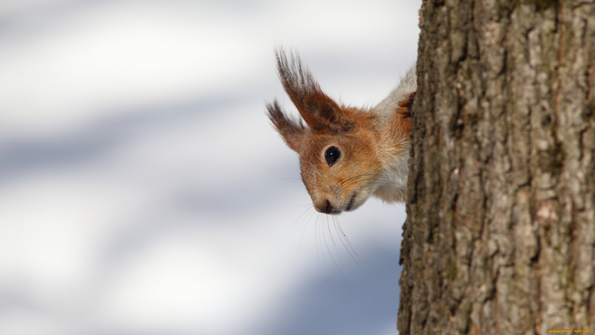 животные, белки, дерево, белка, мордашка, фон