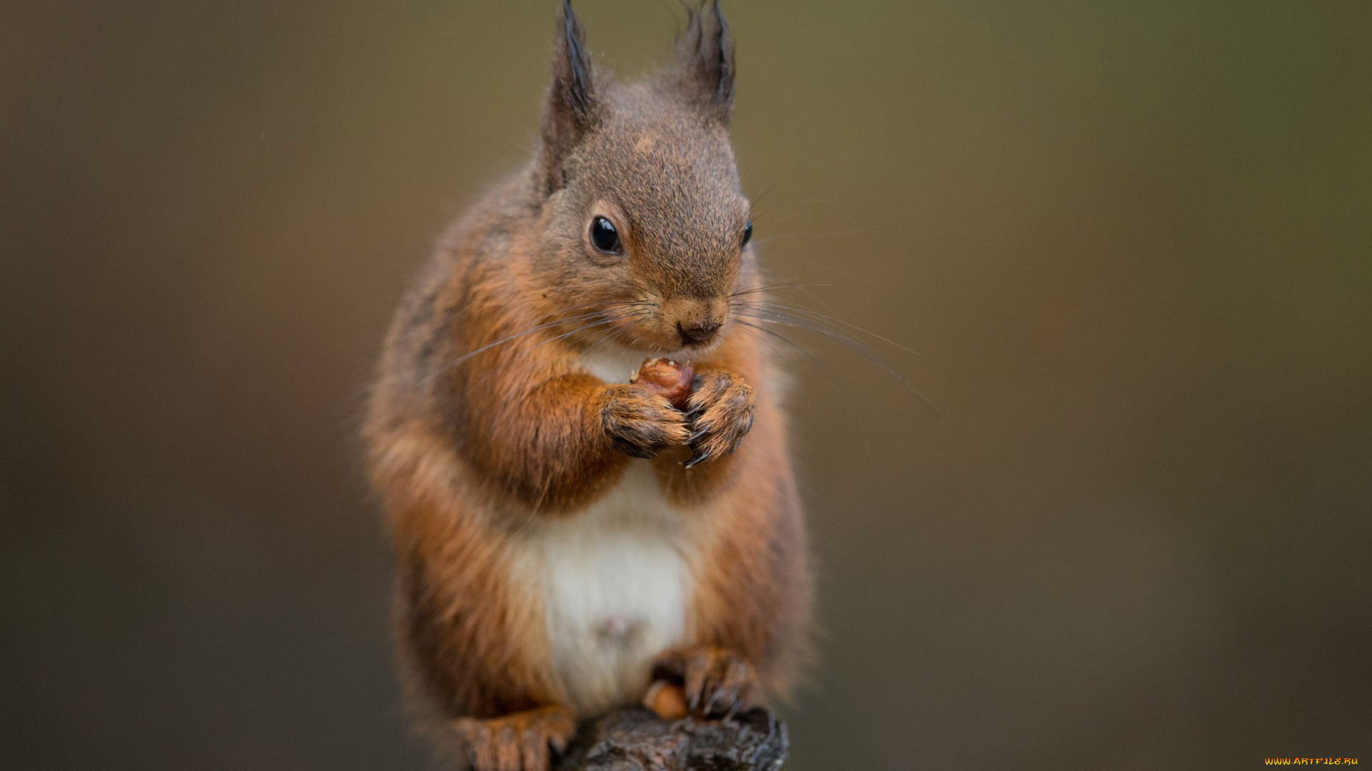 животные, белки, пень, белка, орех, еда