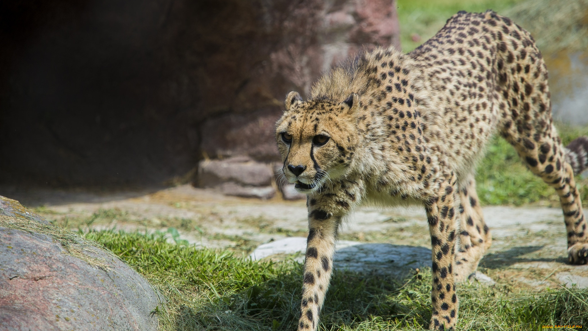 животные, гепарды, грация, кошка