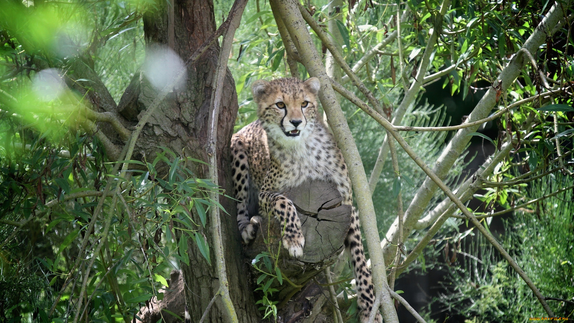 животные, гепарды, отдых, ветки, заросли, морда, молодой, хищник