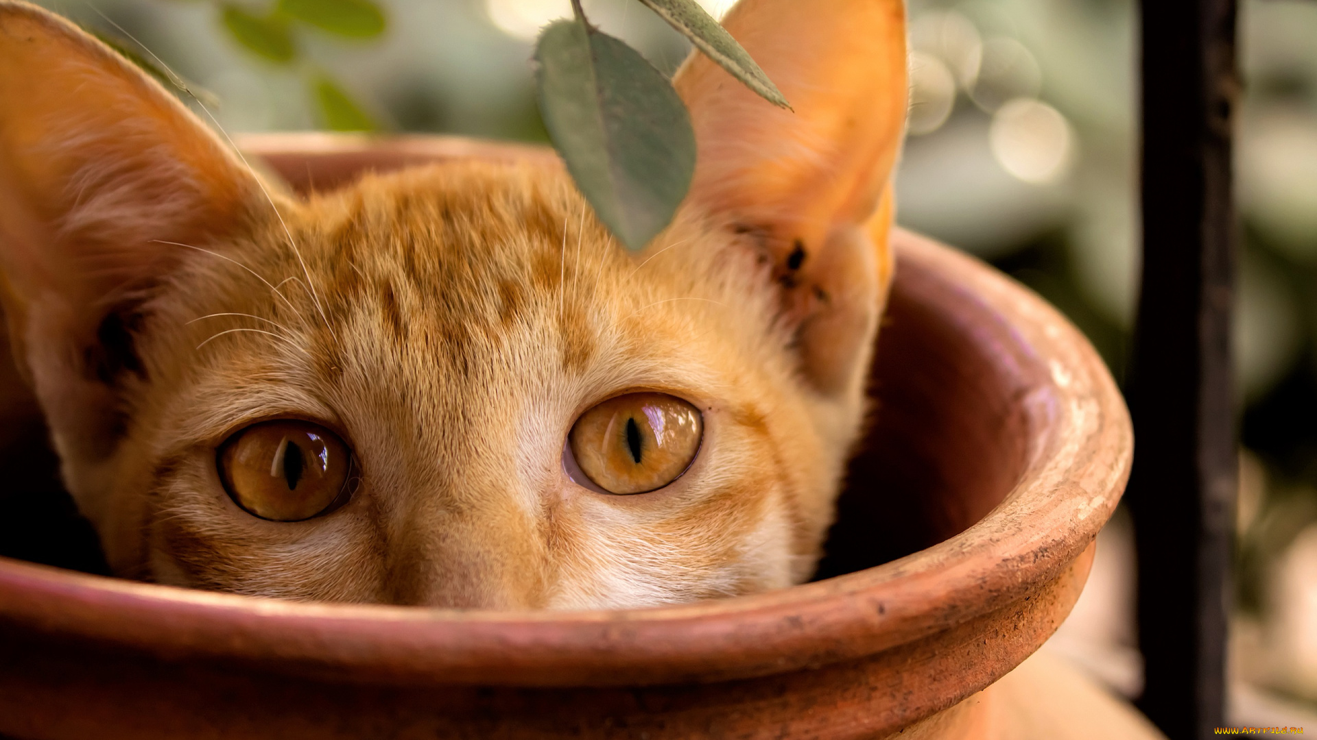 животные, коты, кошка, горшок, выглядывает, котенок, рыжий, ветка