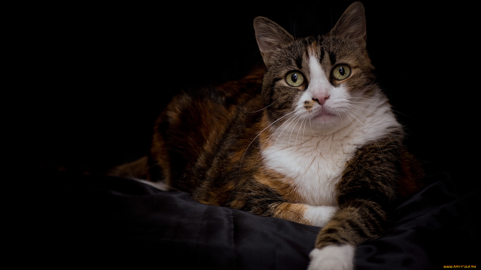 животные, коты, кошка, кот, трехцветный, взгляд, портрет