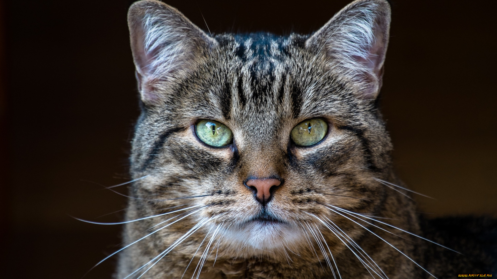 животные, коты, кот, серый, полосатый, взгляд, портрет, фон