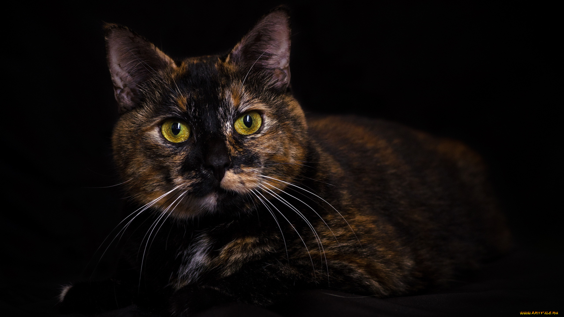 животные, коты, кот, трехцветный, взгляд, портрет, темный, фон