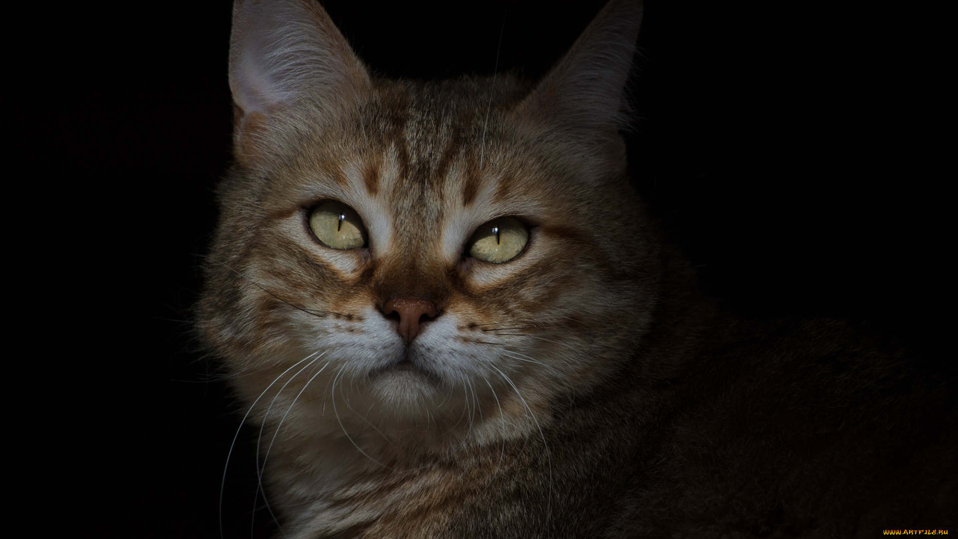 животные, коты, морда, тень, усы