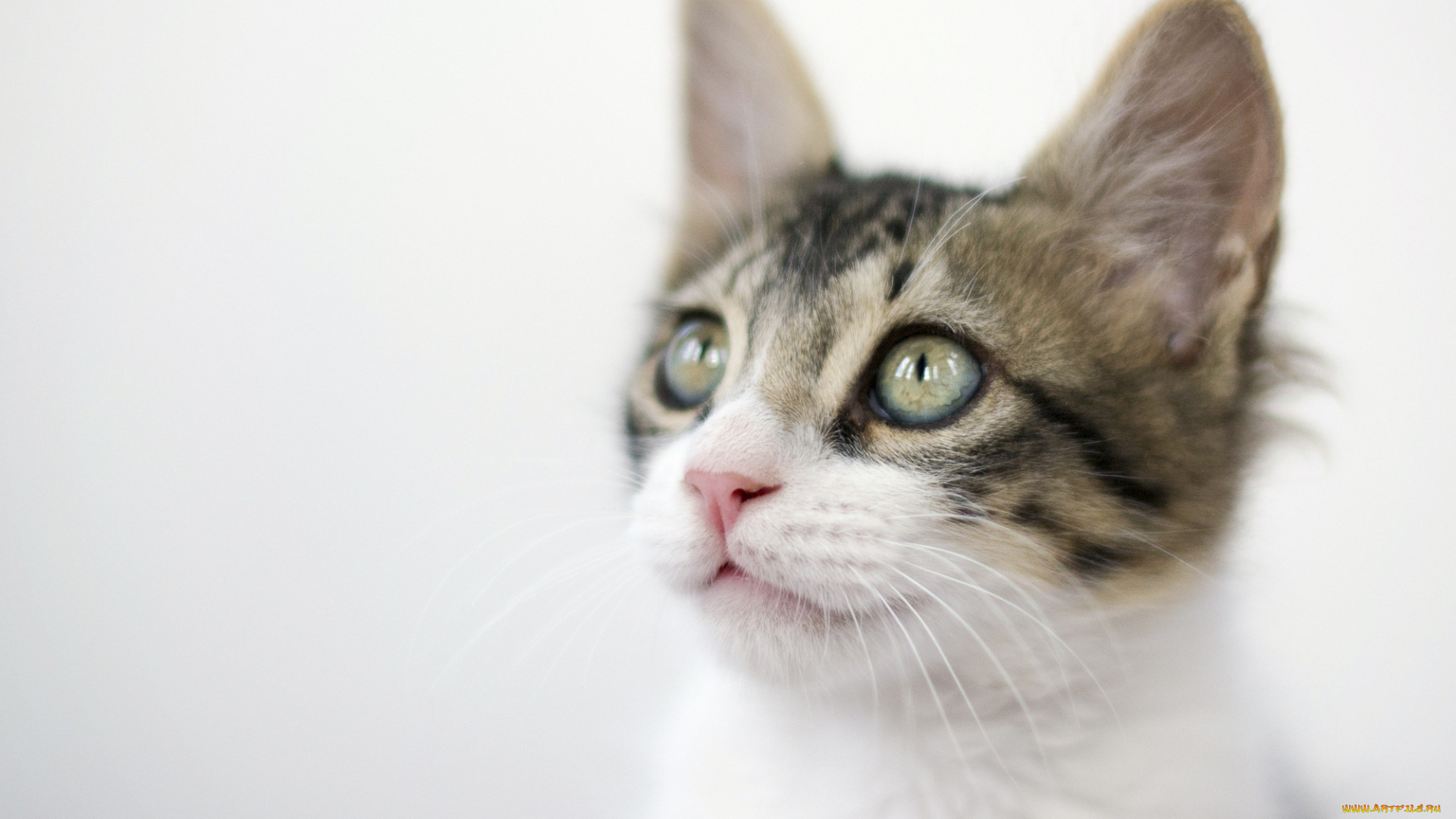 животные, коты, мордочка, котенок