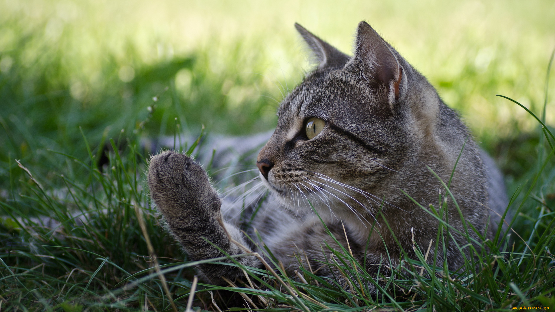 животные, коты, трава, кошка, кот, серый, профиль