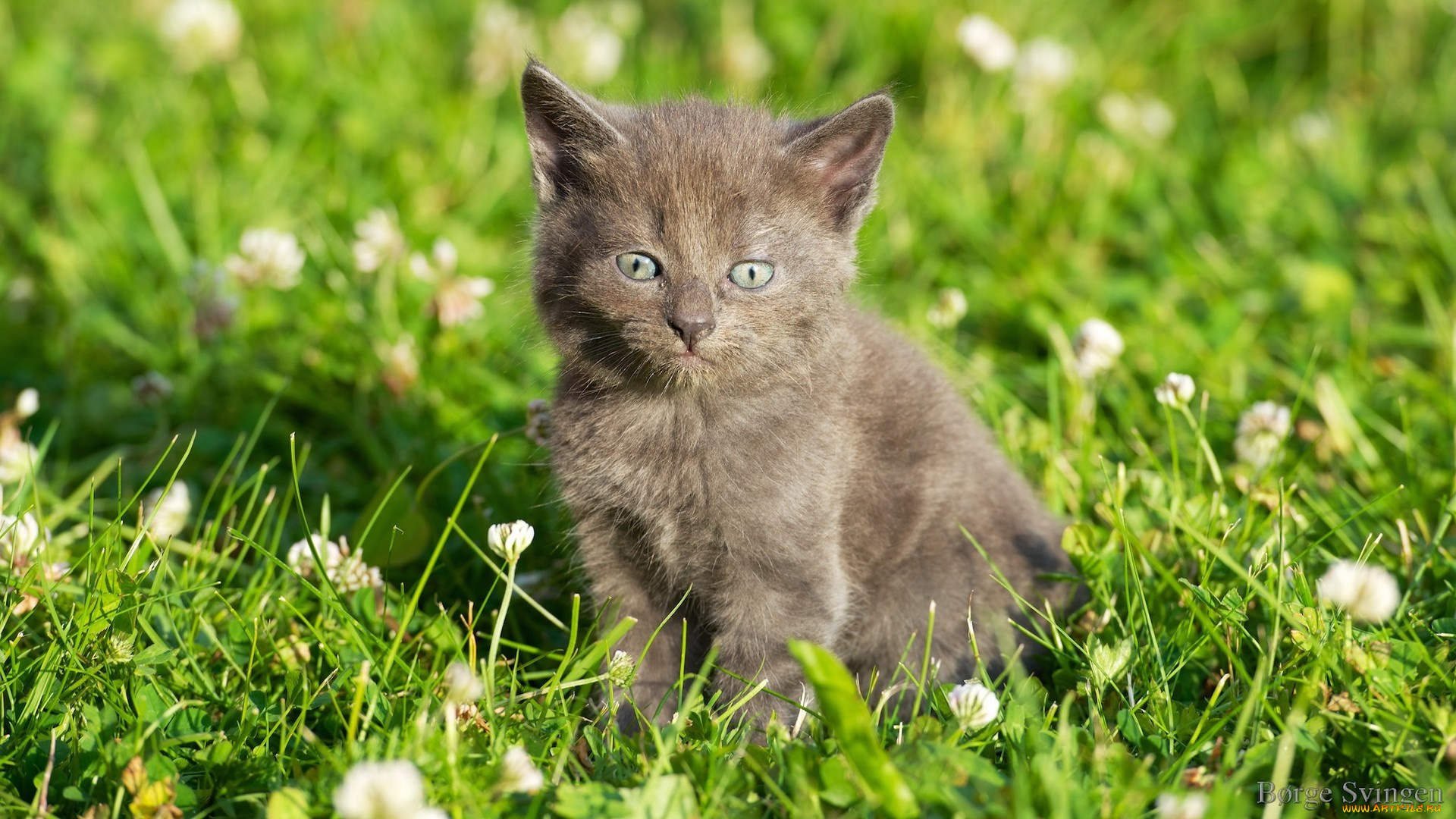 животные, коты, травка, цветочки, котенок, grass, flowers, kitten
