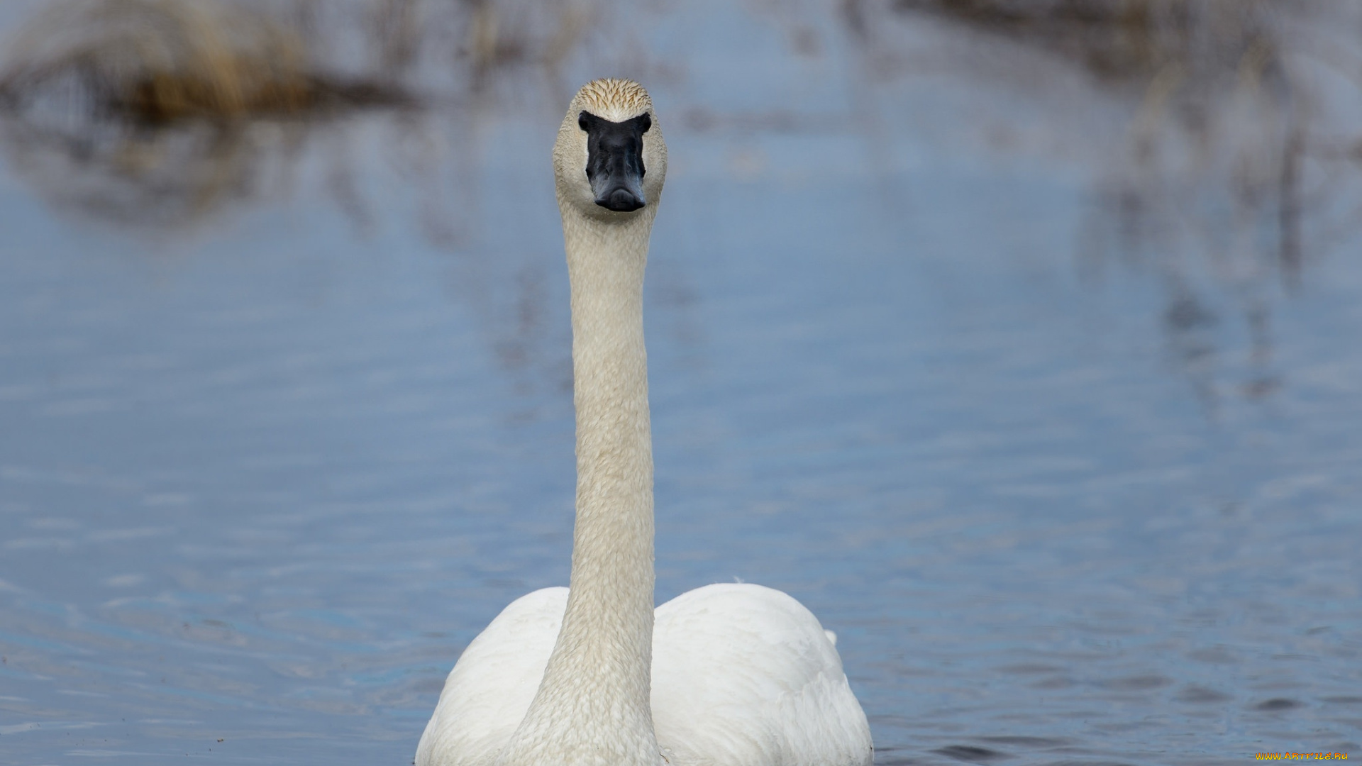 животные, лебеди, шея, белый