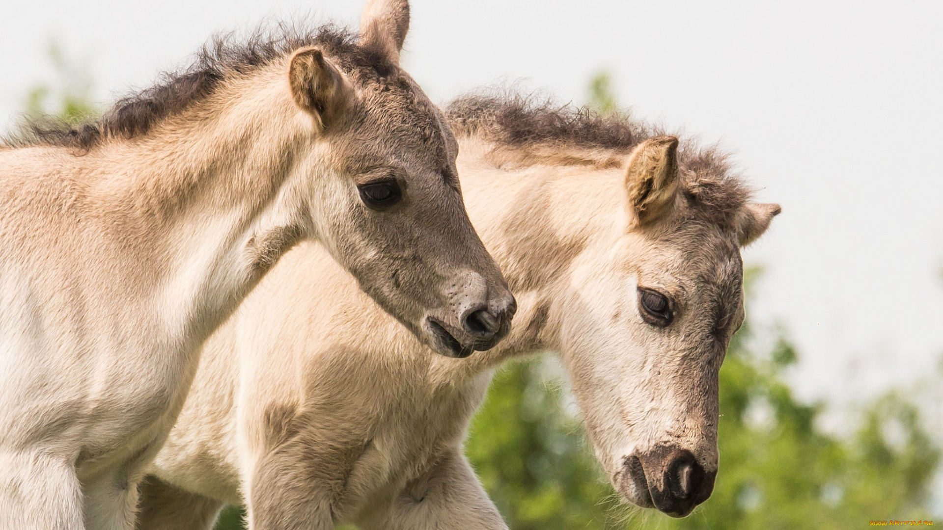 животные, лошади, пара, малыши, жеребята