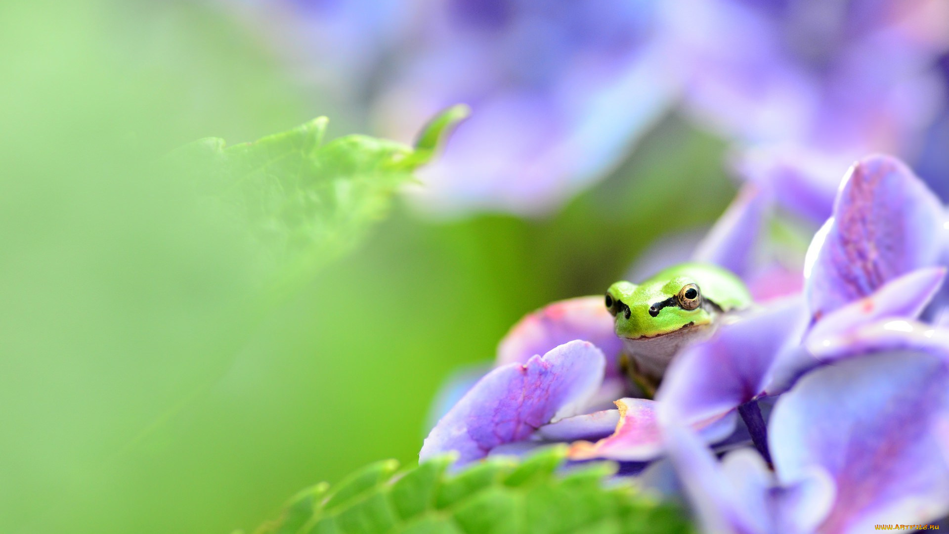животные, лягушки, цветы, листья, лягушка