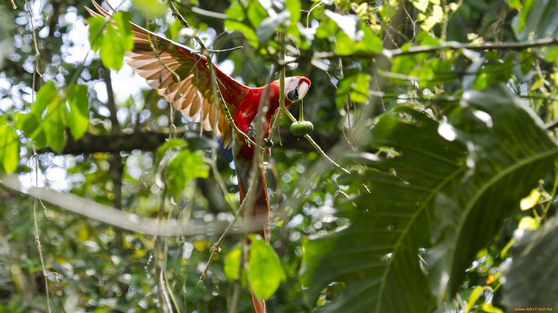 животные, попугаи, ветки, крылья, яркий, листья