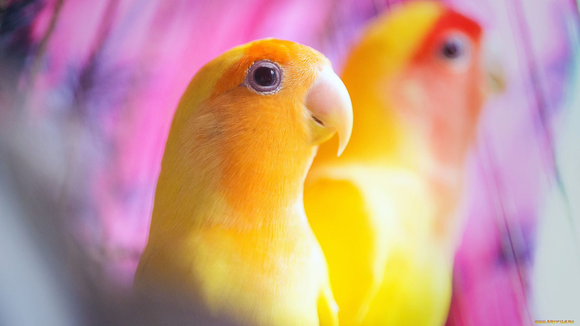 животные, попугаи, желтые