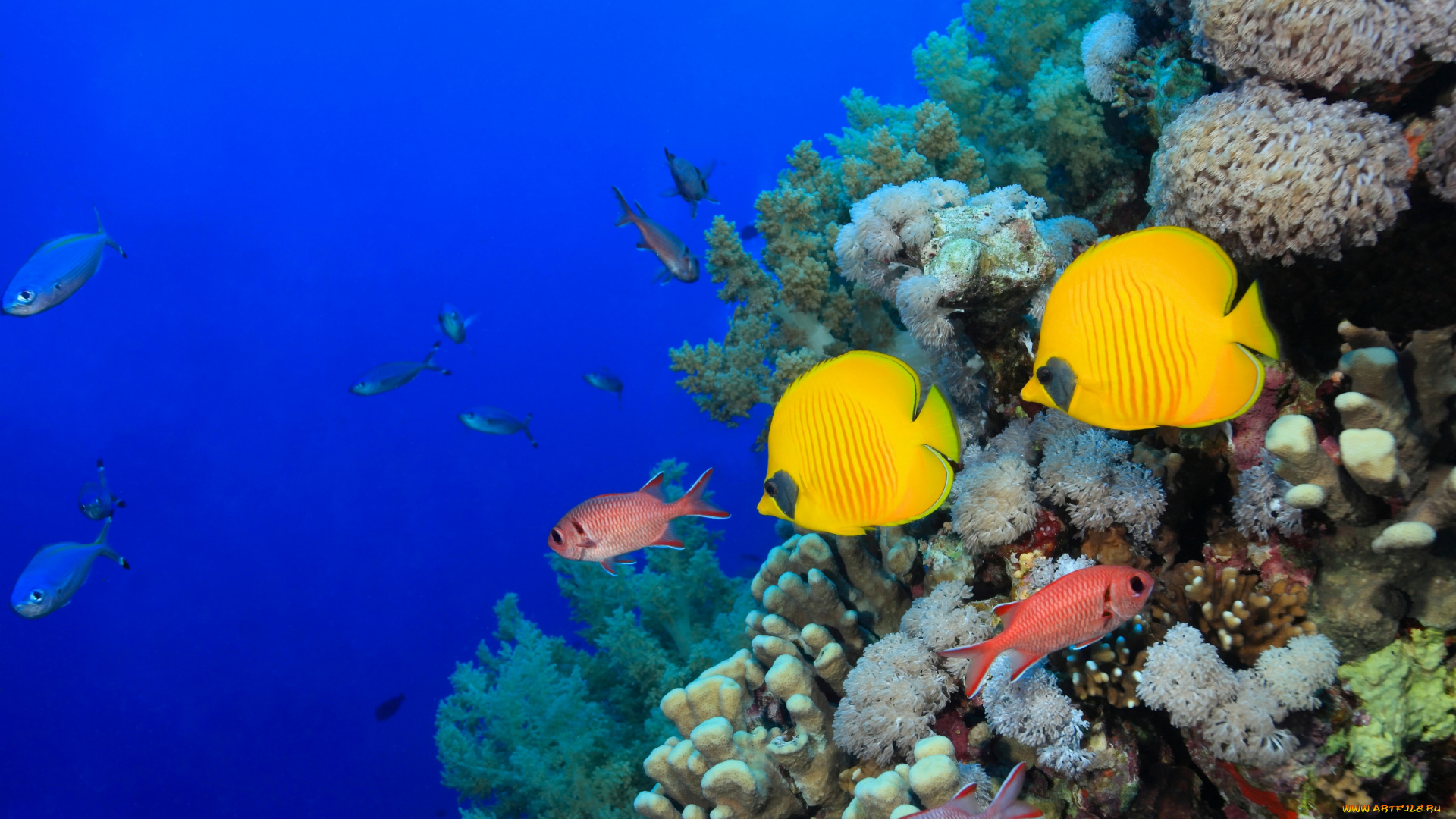 животные, рыбы, кораллы, море