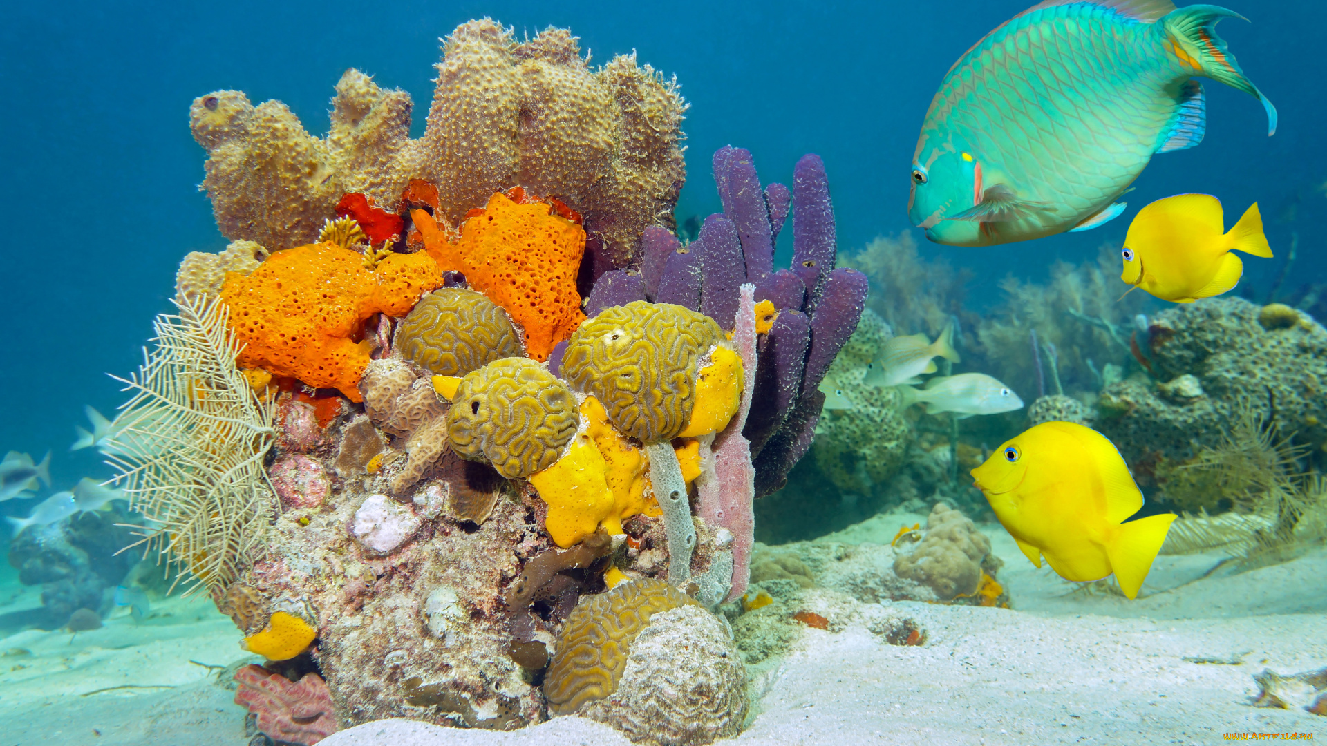 животные, рыбы, кораллы, морское, дно, море