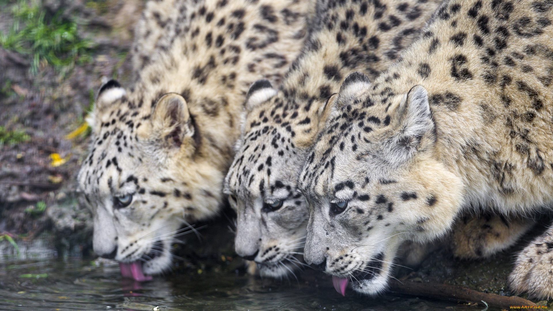 животные, снежный, барс, , ирбис, водопой