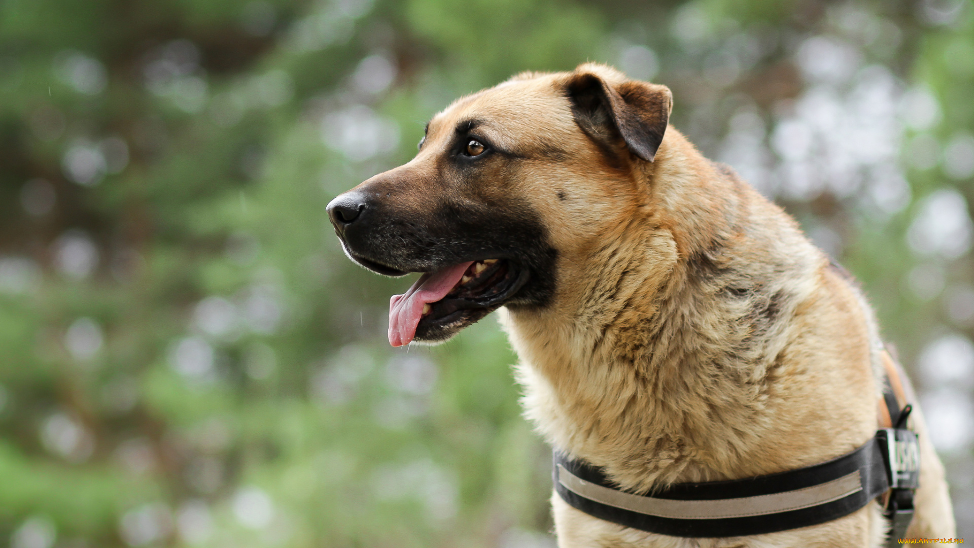 животные, собаки, взгляд