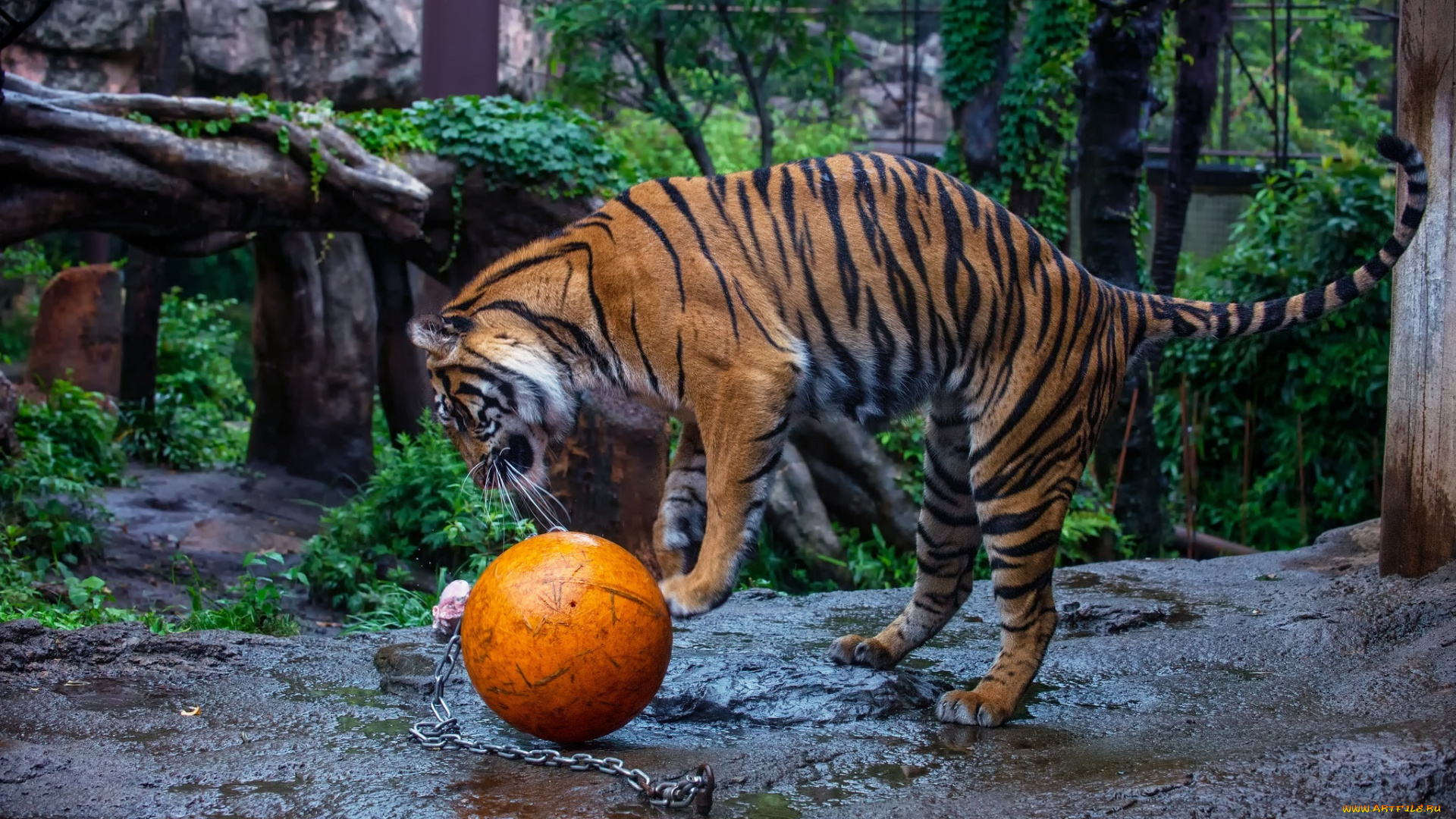 животные, тигры, мяч, игра, полоски, кошка, зоопарк