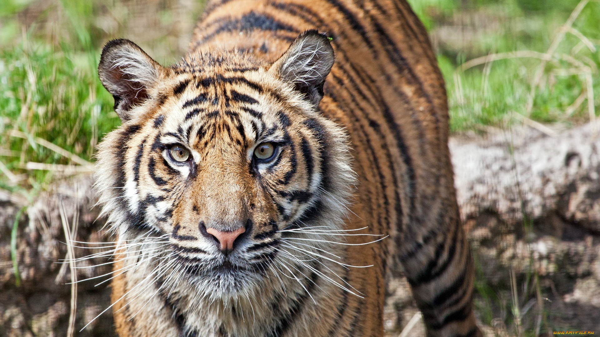 животные, тигры, усы, морда, хищник