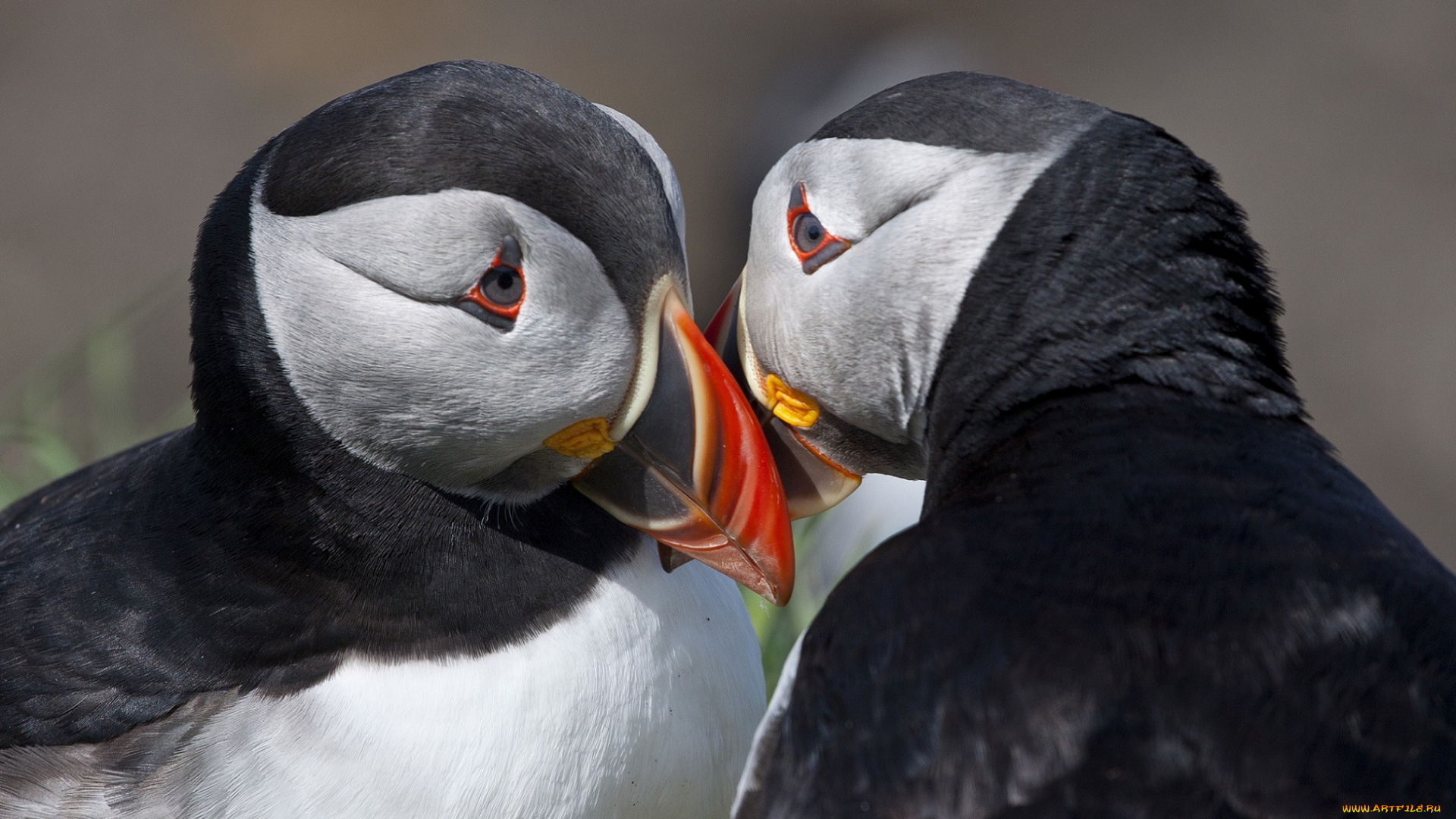 животные, тупики, птицы, два