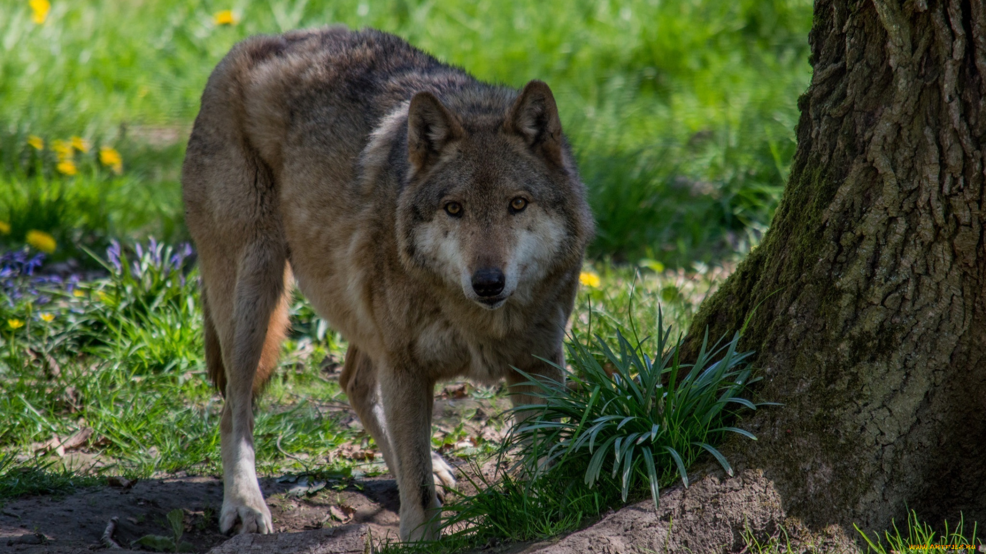 животные, волки, , койоты, , шакалы, ствол, дерево, морда, хищник, волк