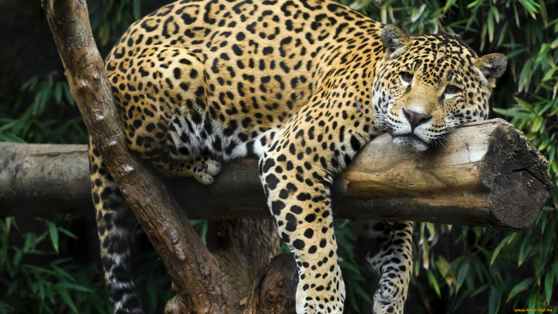 животные, Ягуары, бревно, кошка, отдых, расслабон, ягуар