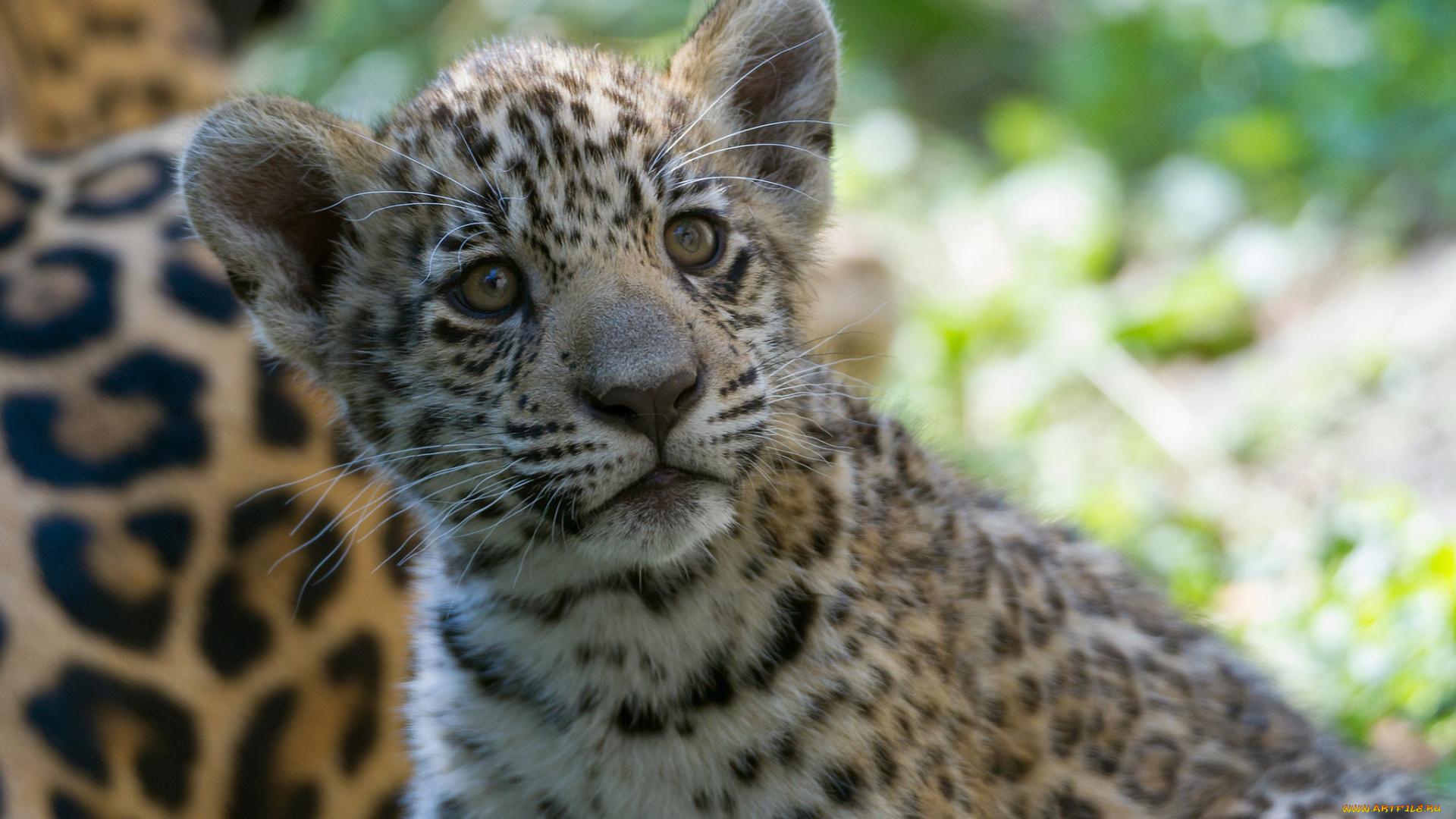 животные, Ягуары, котенок, детеныш, мордочка