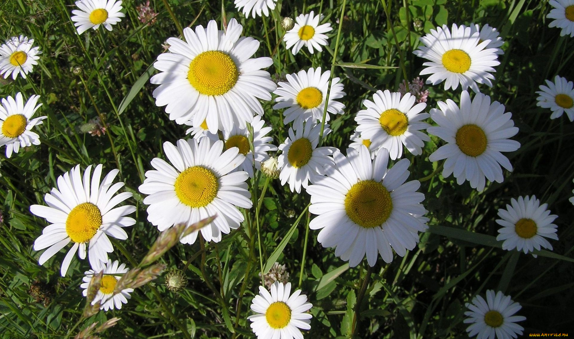 цветы, ромашки, лепестки