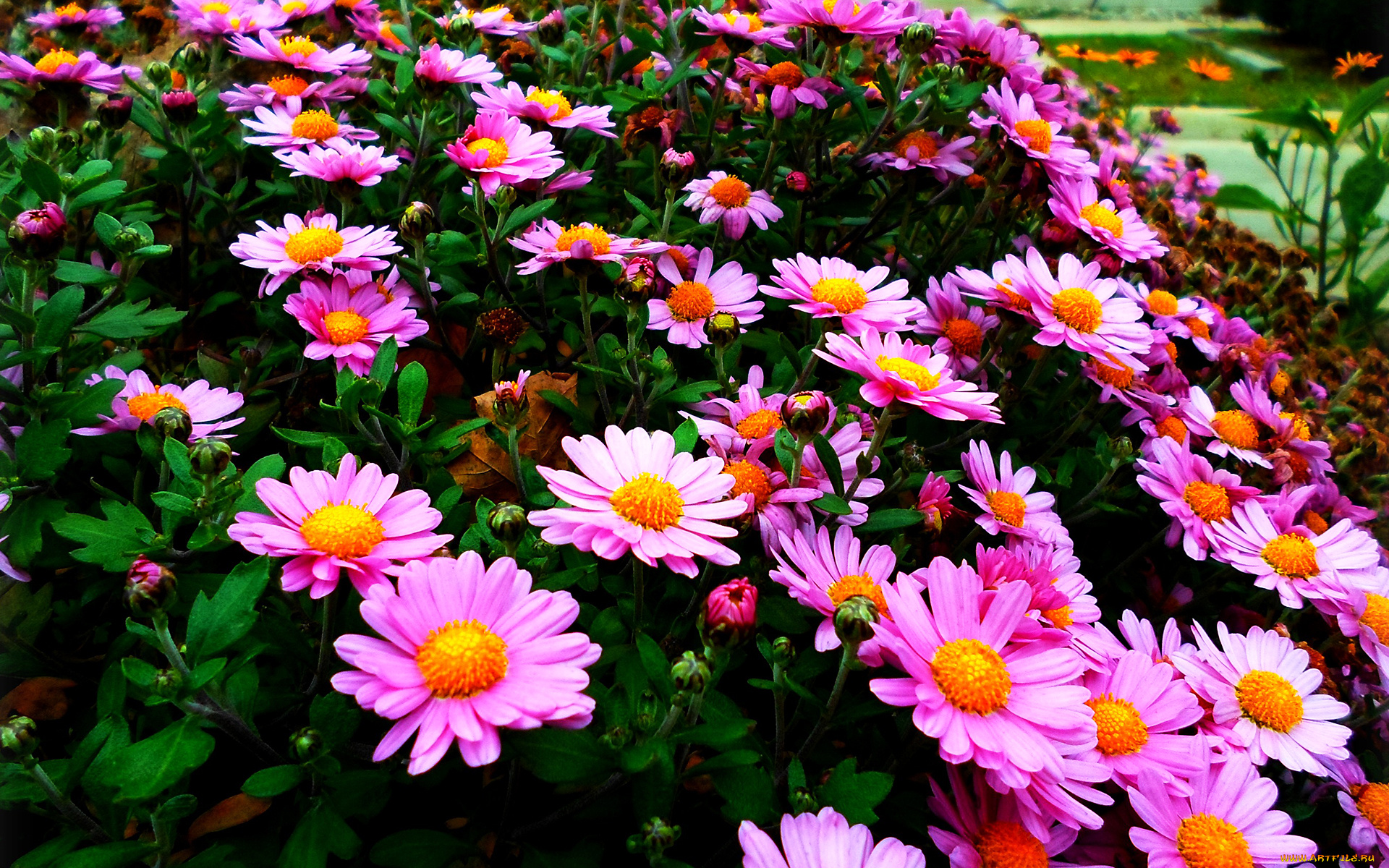 цветы, хризантемы, лепестки