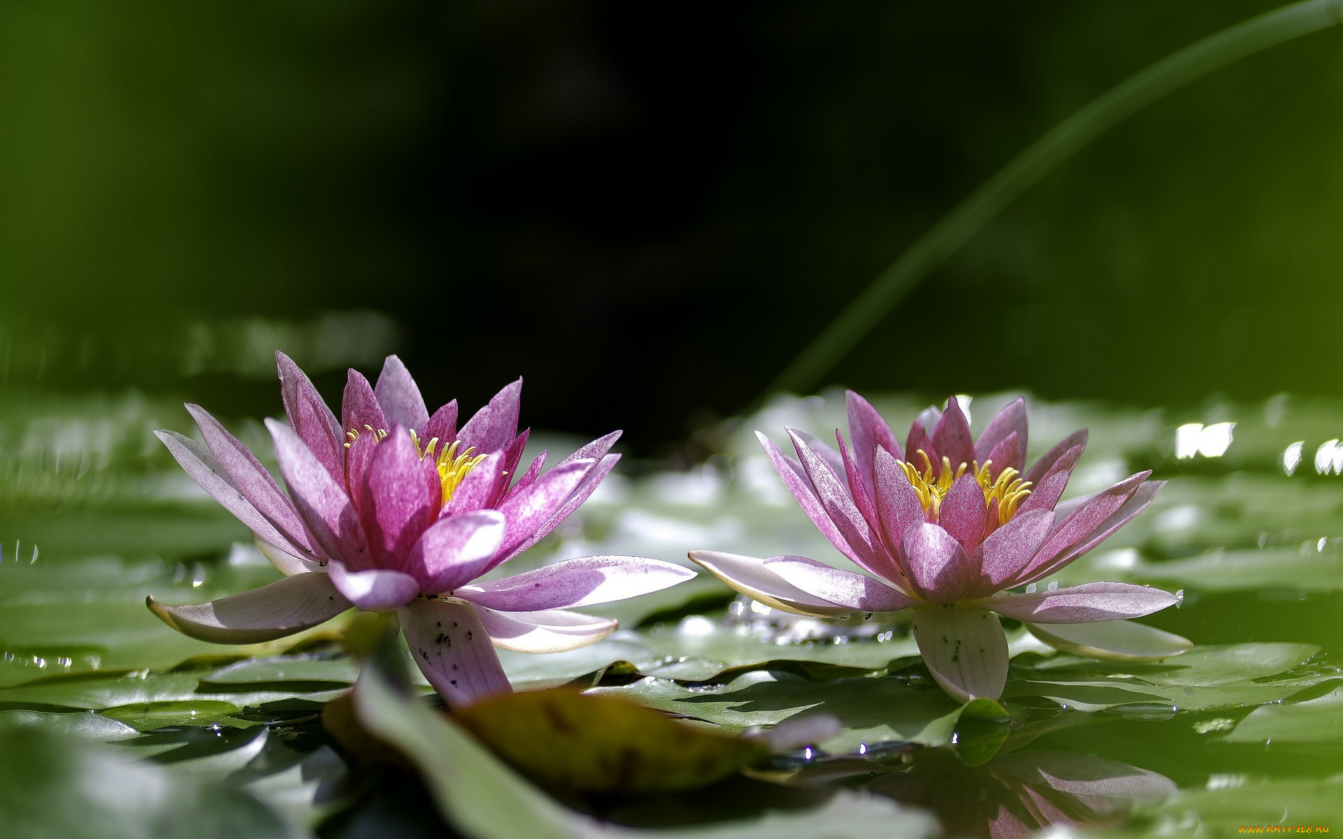 цветы, лилии, водяные, , нимфеи, , кувшинки, lily, leaves, water, flowers