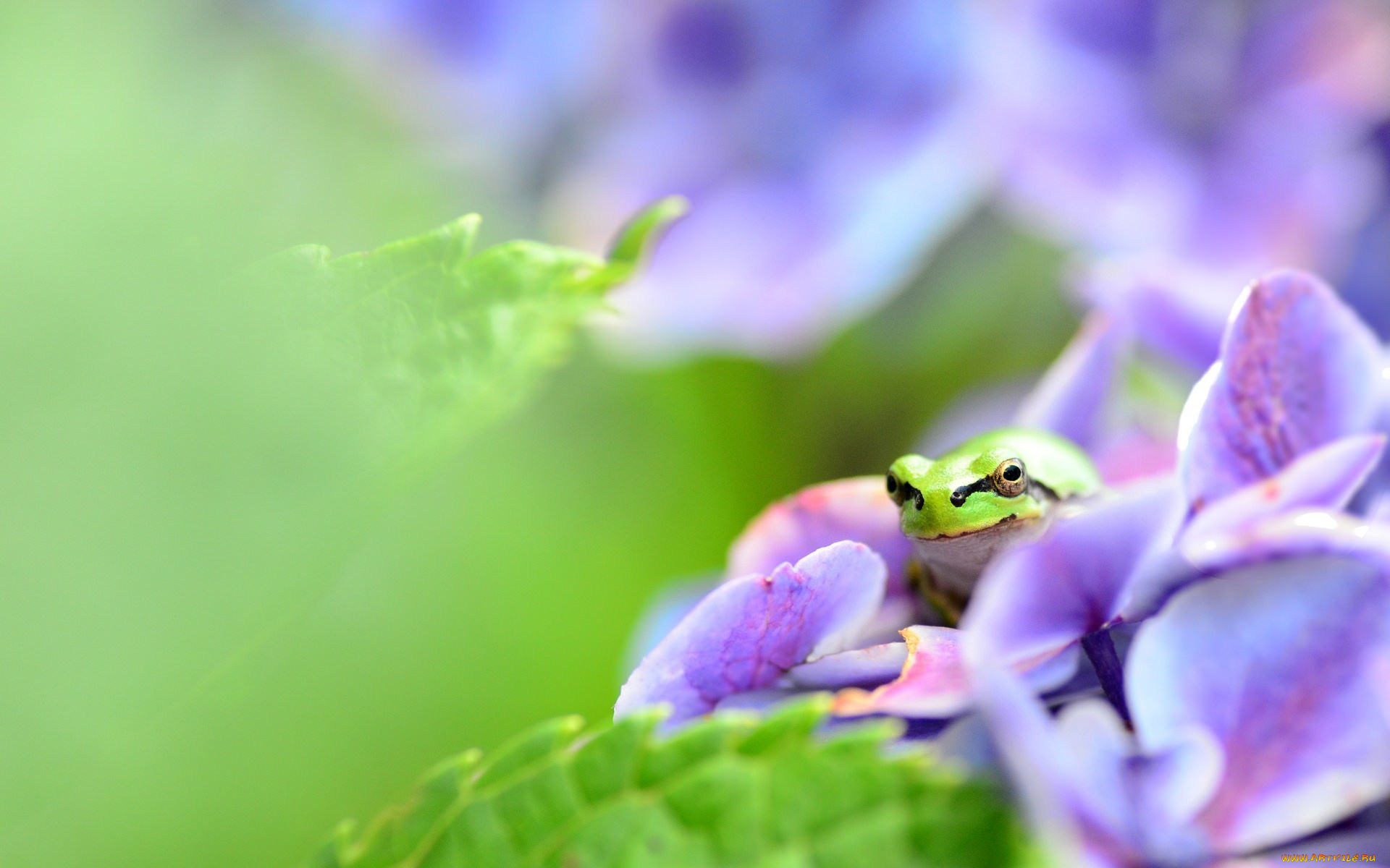 животные, лягушки, цветы, листья, лягушка