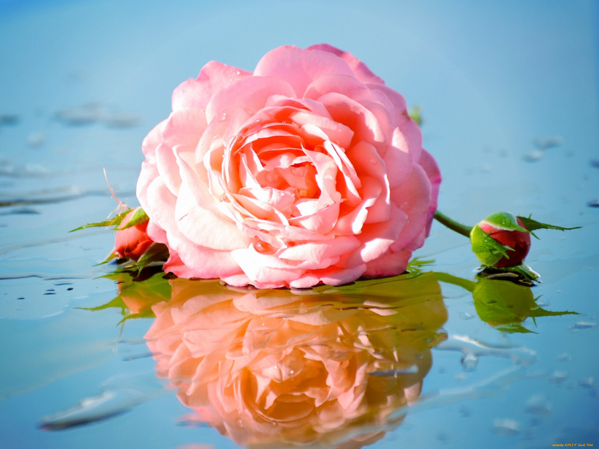 цветы, розы, роза, отражение, бутоны