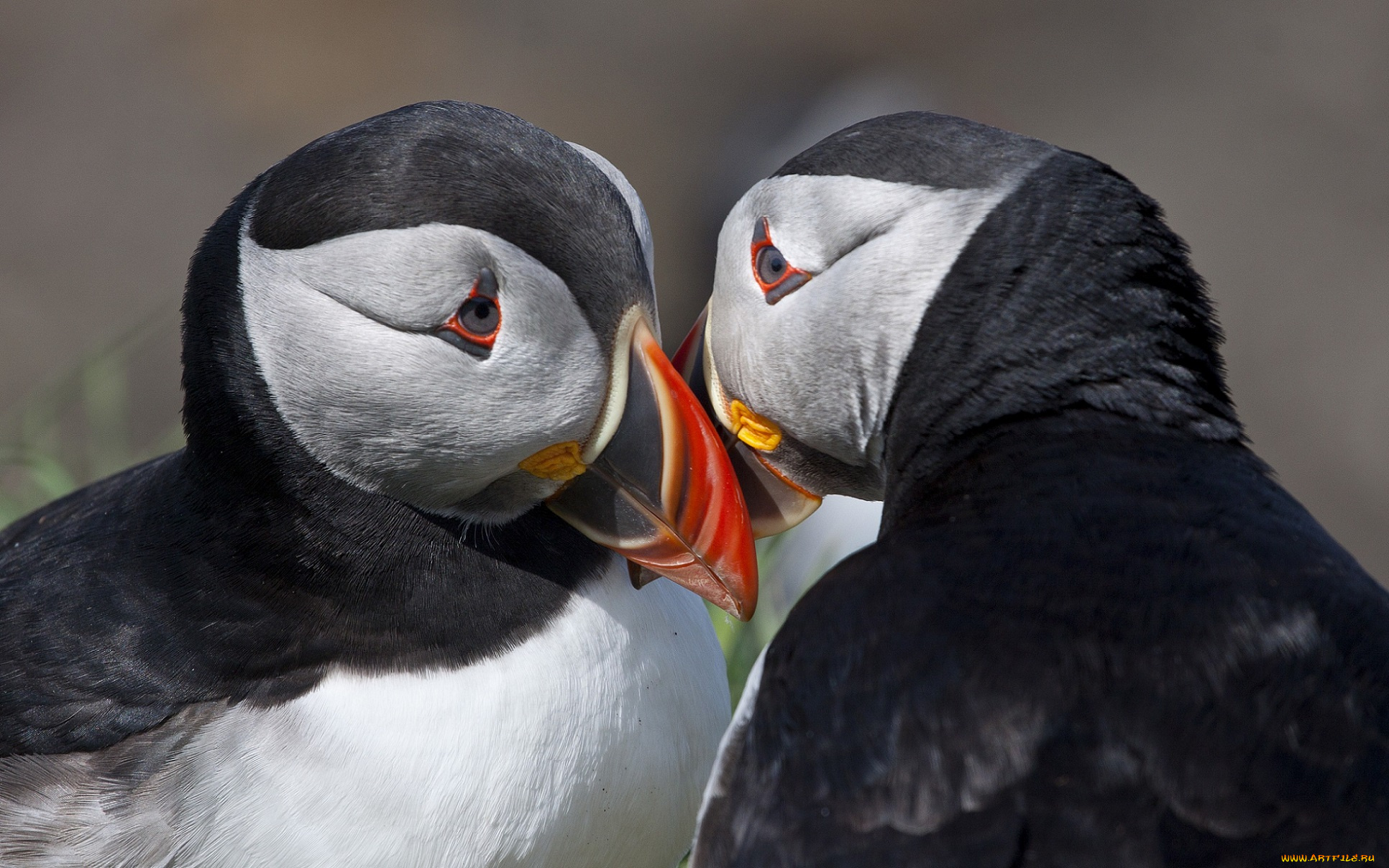 животные, тупики, птицы, два