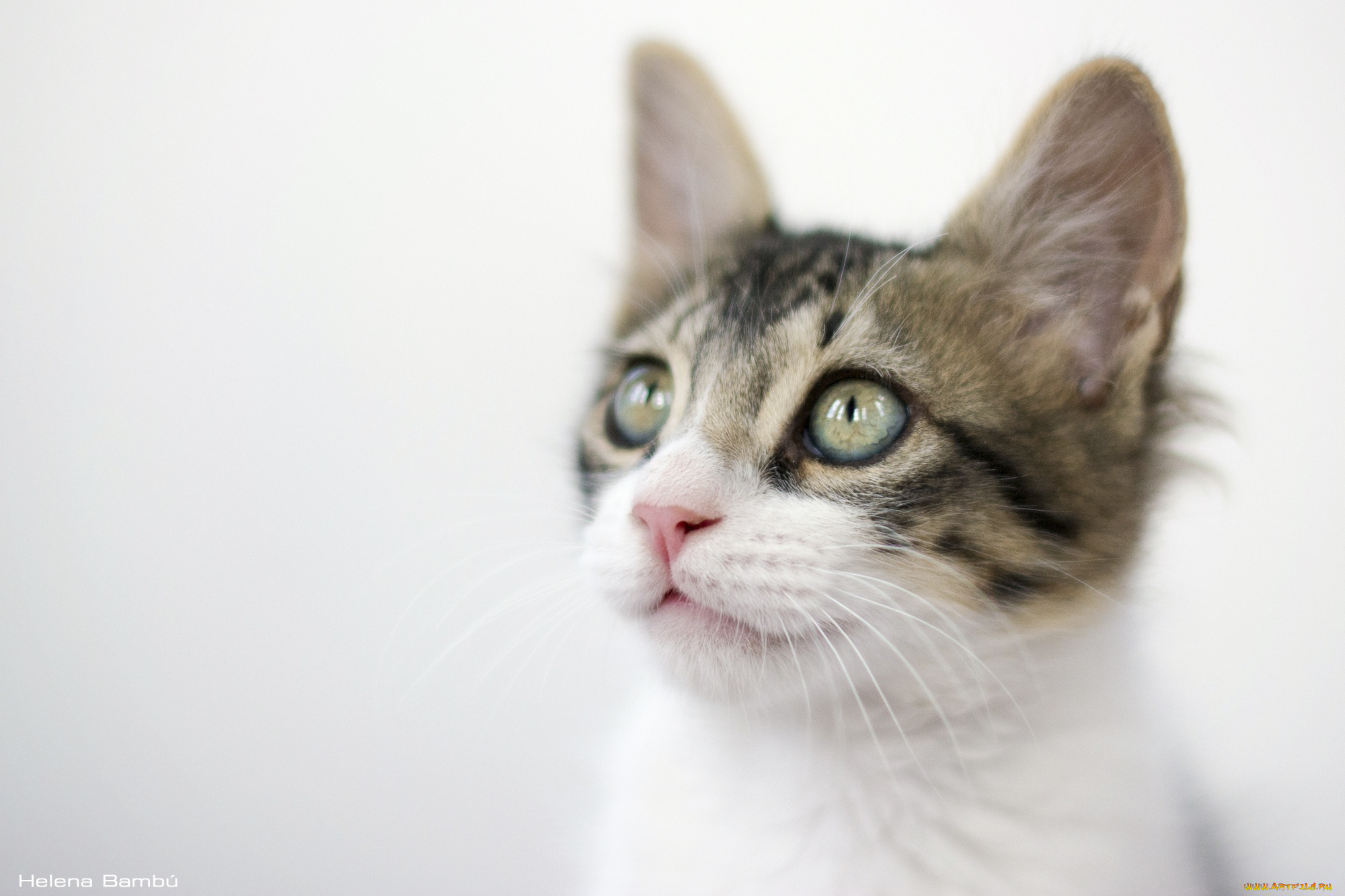 животные, коты, мордочка, котенок