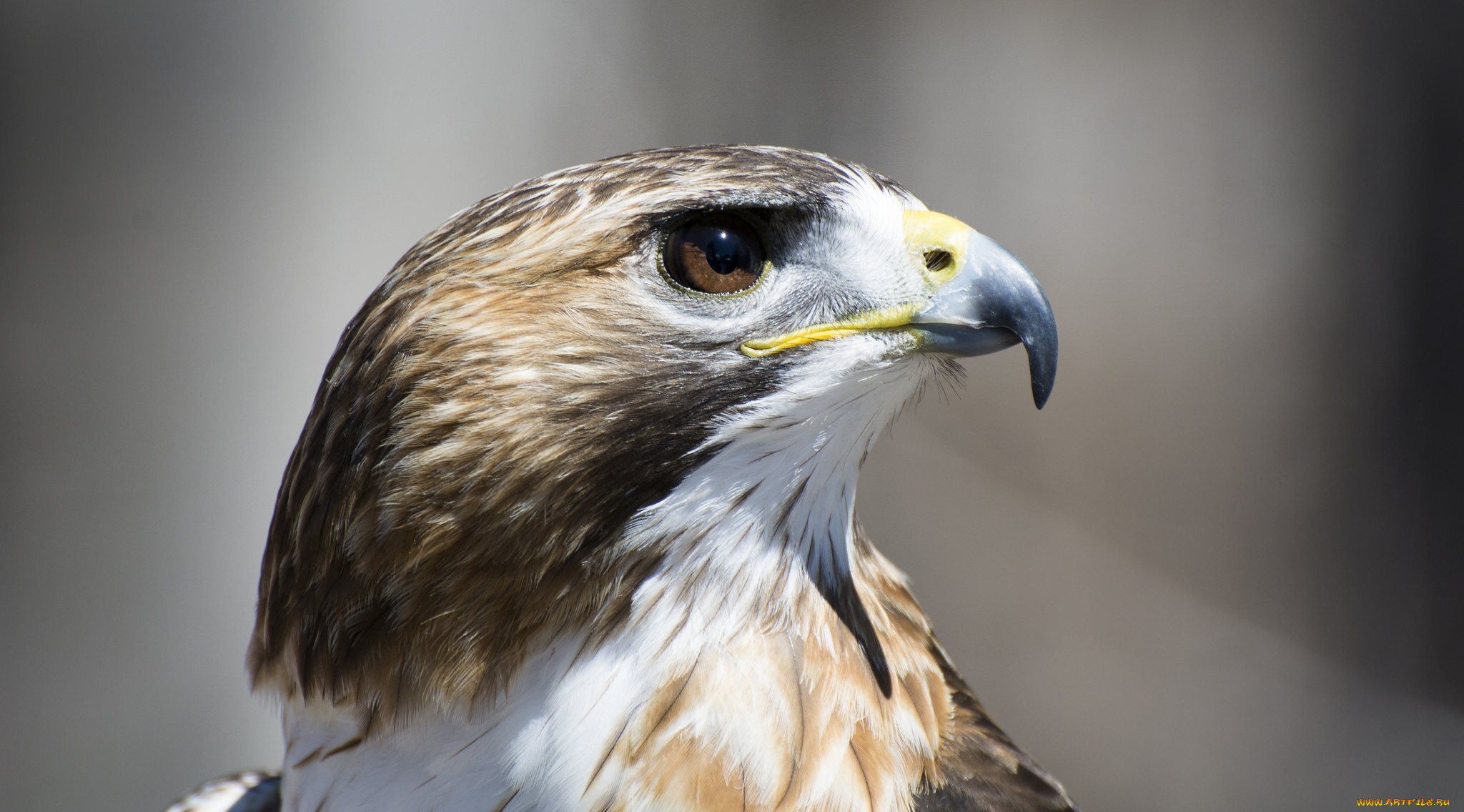 животные, птицы, -, хищники, клюв, профиль