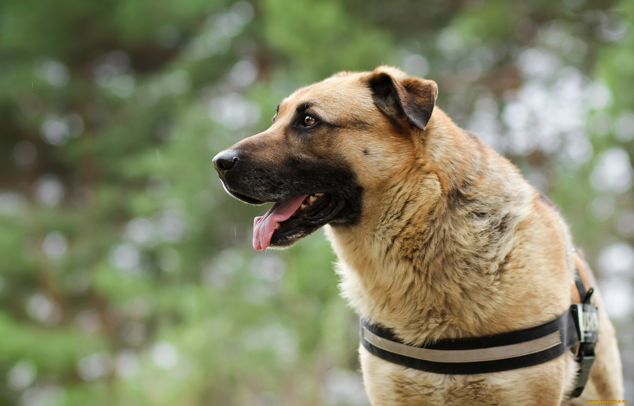 животные, собаки, взгляд